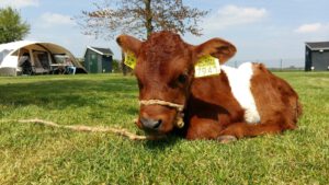 Boerderijcamping Van t Zandeind met prive sanitair